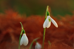 スノードロップ