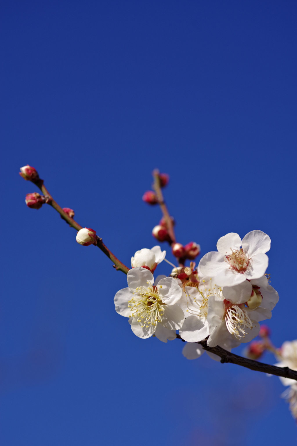 青空に白梅