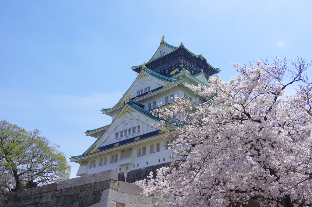 天守と桜