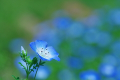 瑠璃唐草