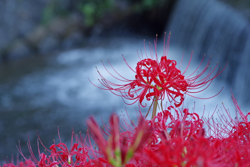 水辺の彼岸花