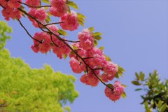 関山