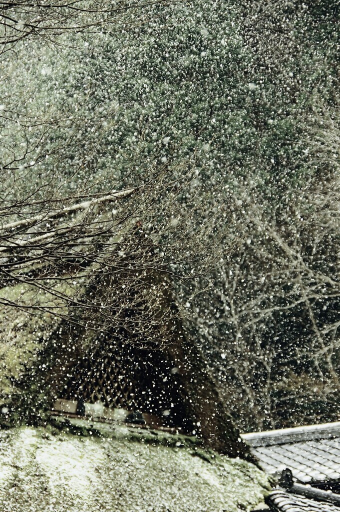 雪降る嵯峨野