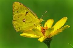 Yellow on Yellow