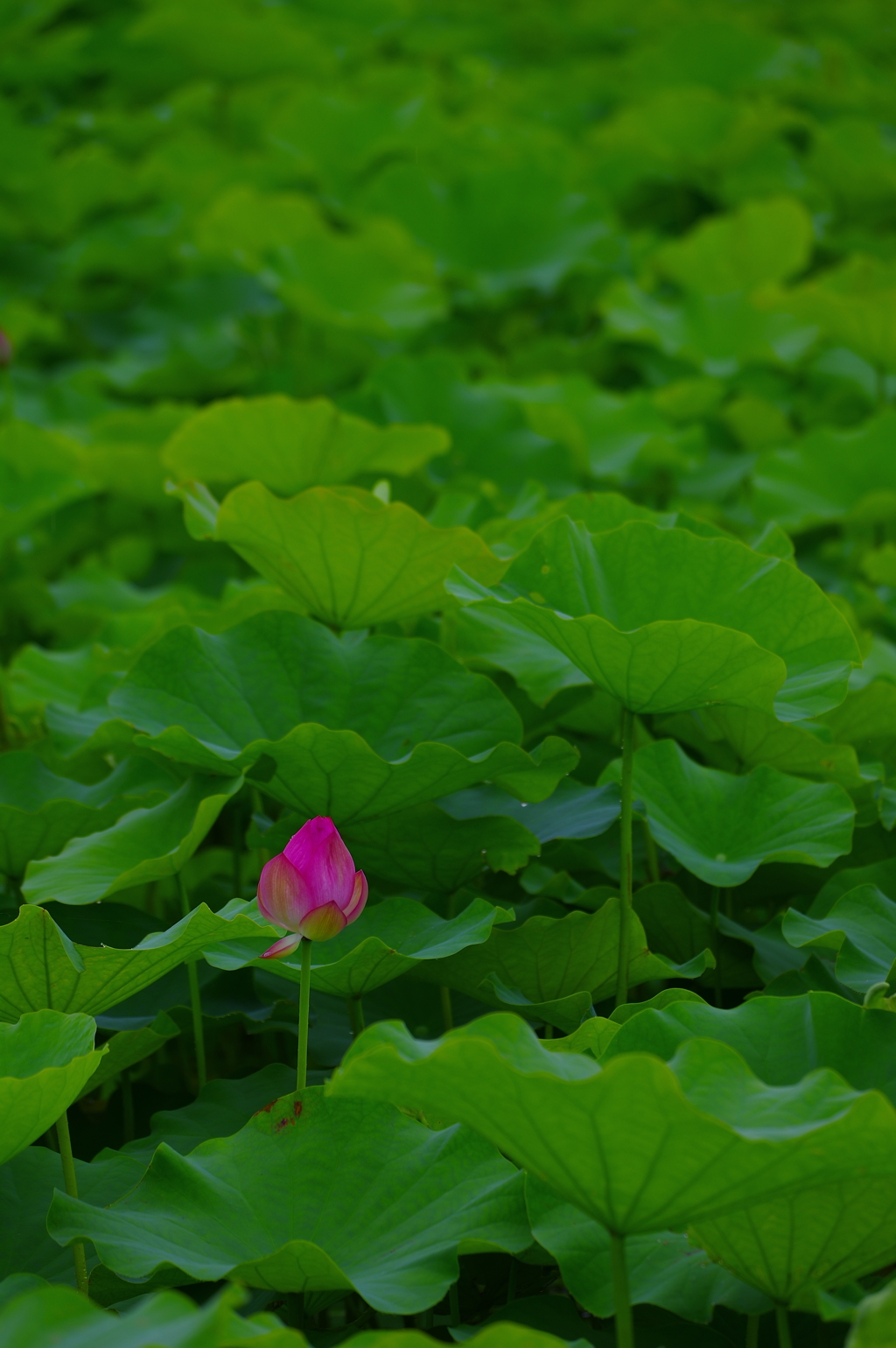 花は咲く