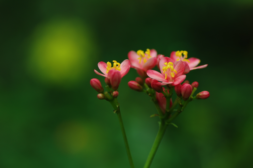 提琴桜