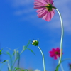 秋空に秋桜