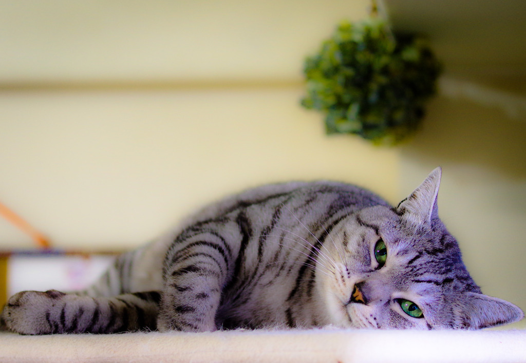 green eye