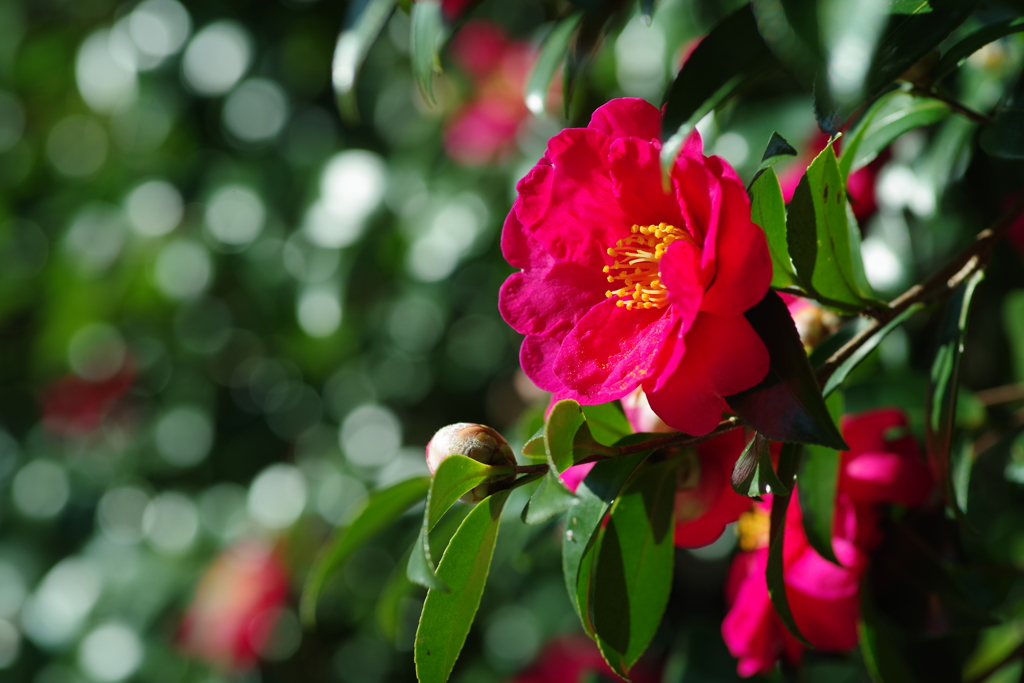 山茶花
