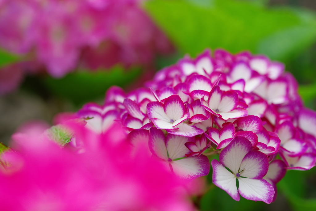 紫陽花咲く頃