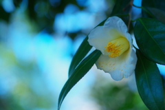 椿