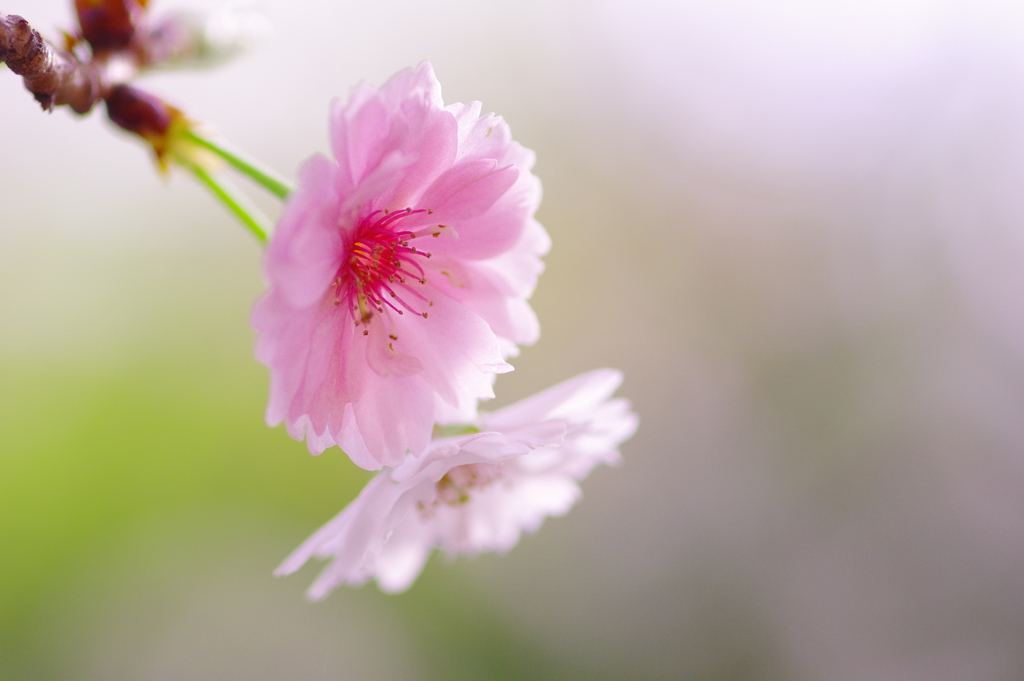 春の十月桜