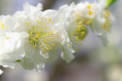 花桃－関白－