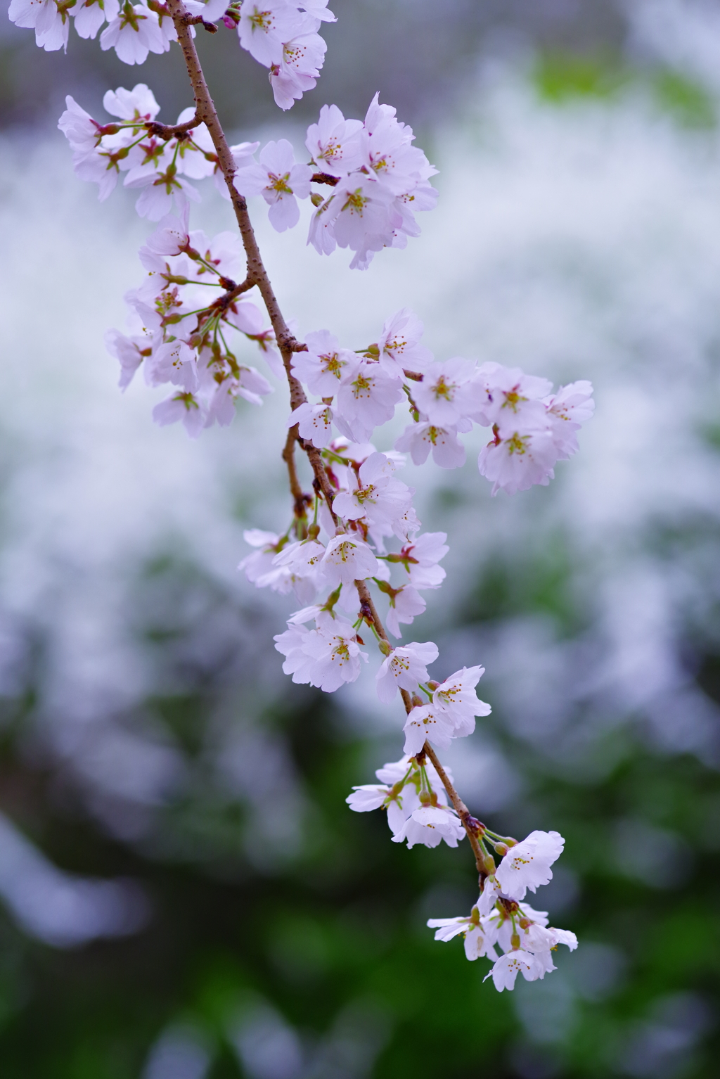 枝垂れ桜