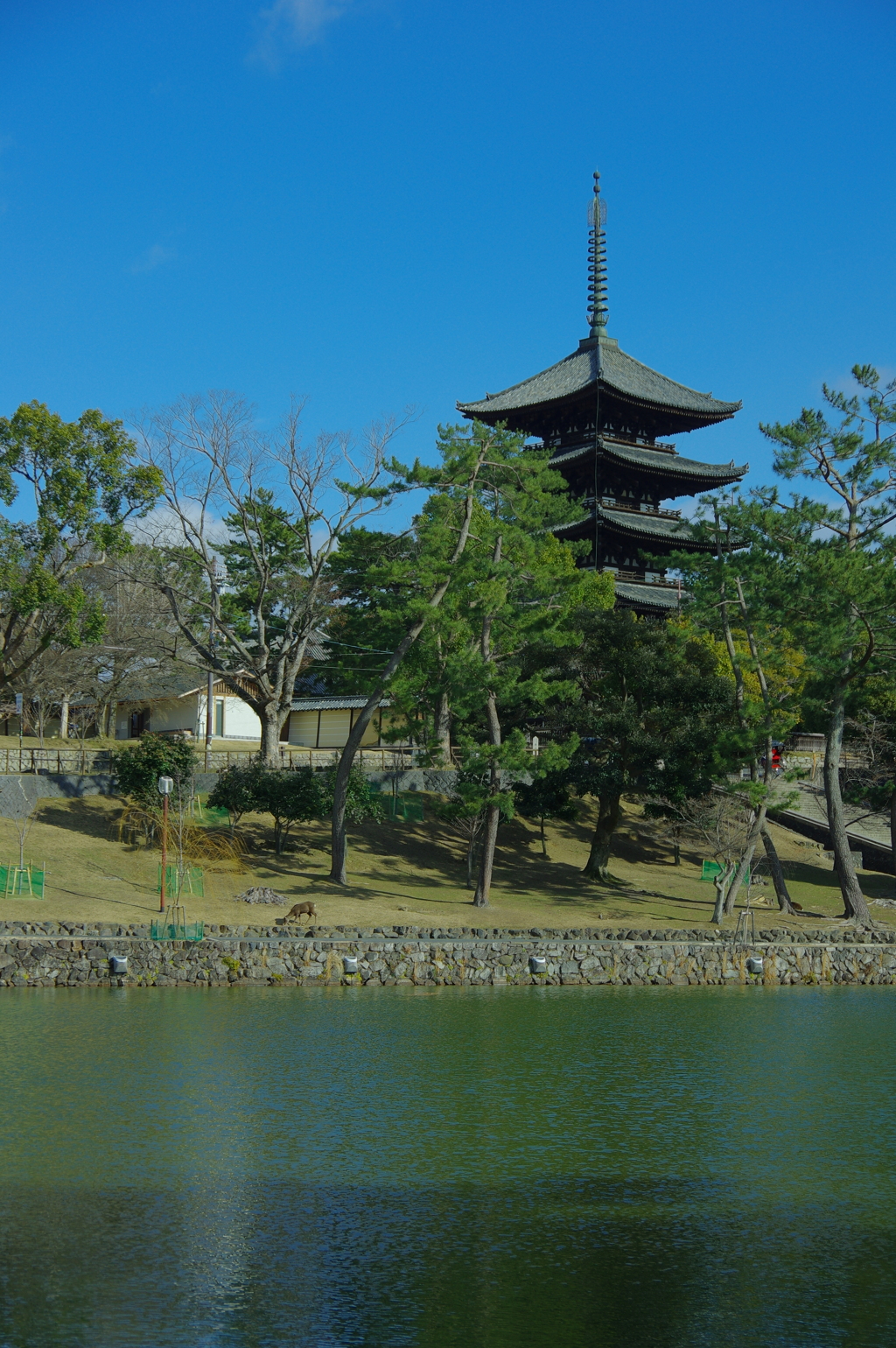 国宝興福寺五重塔