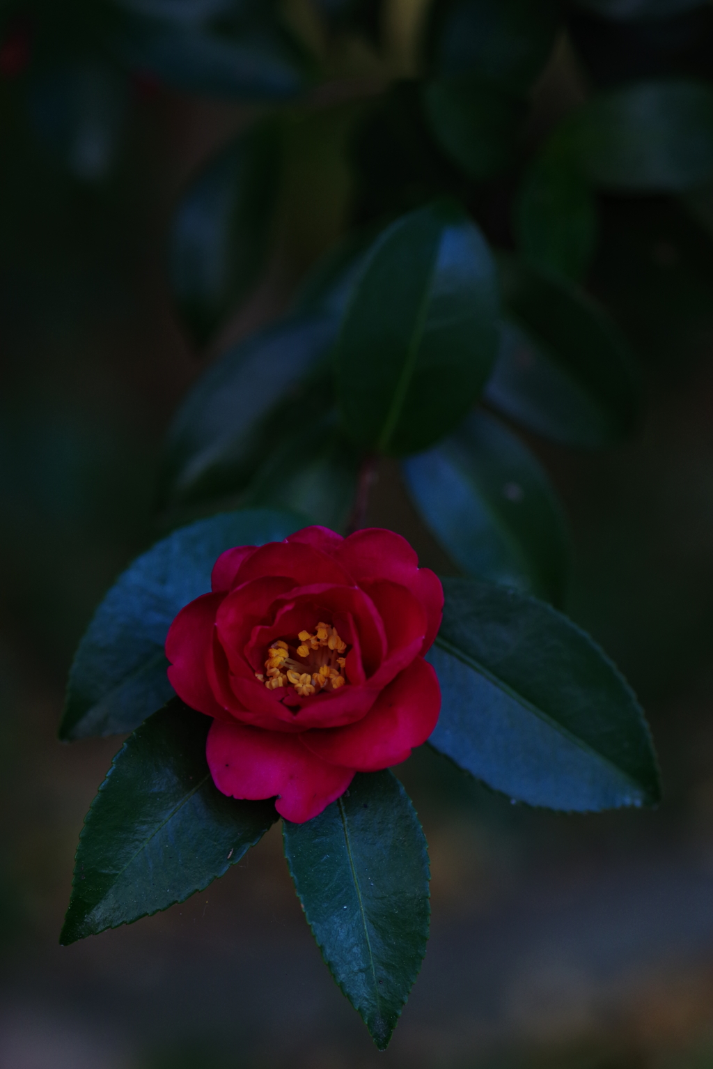 山茶花