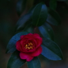山茶花