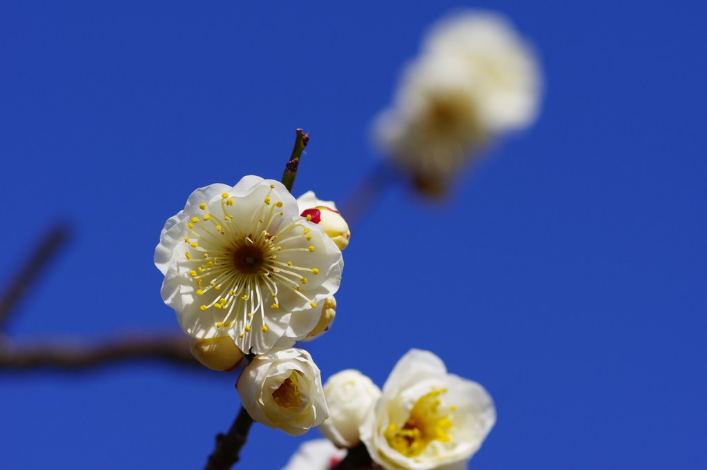 八重野梅