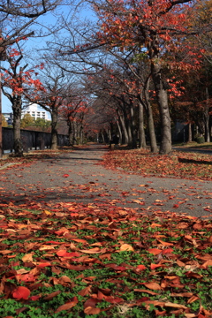 枯葉の散歩道
