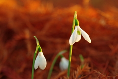 スノードロップ