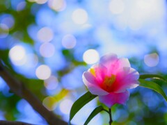 初春の彩り