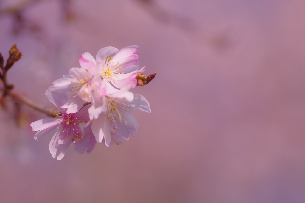 十月桜