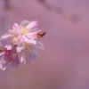 十月桜