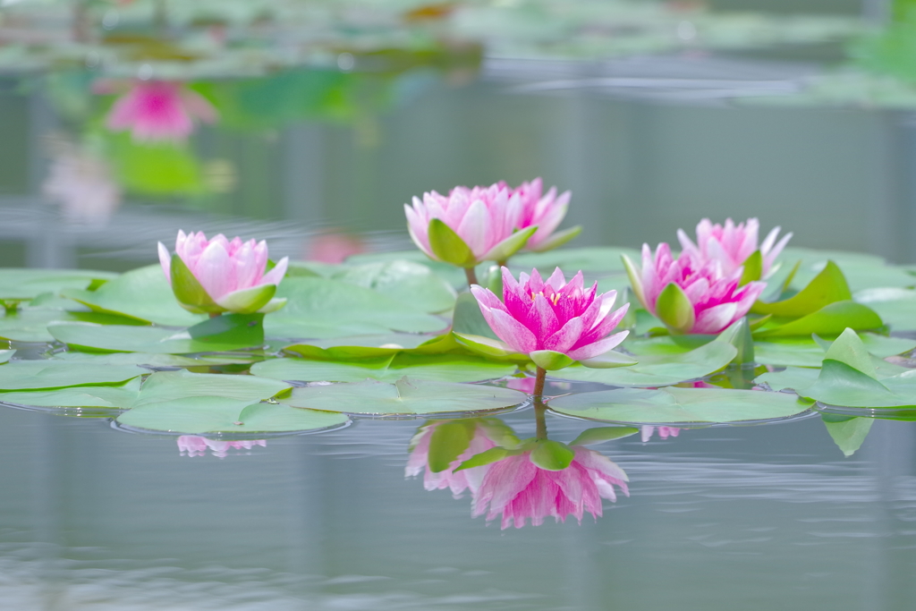 水辺の彩り