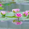 水辺の彩り
