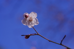 蕾を添えて