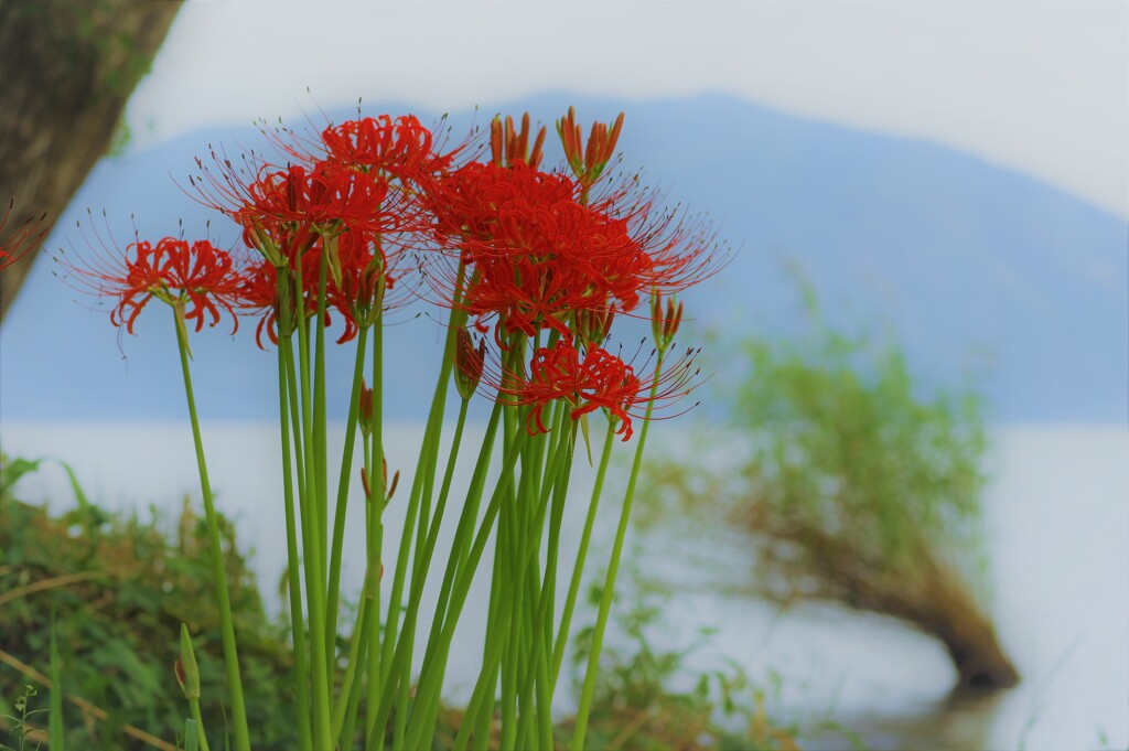 湖畔の彼岸花
