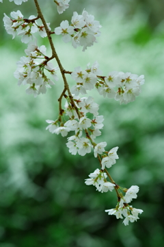 枝垂れ桜