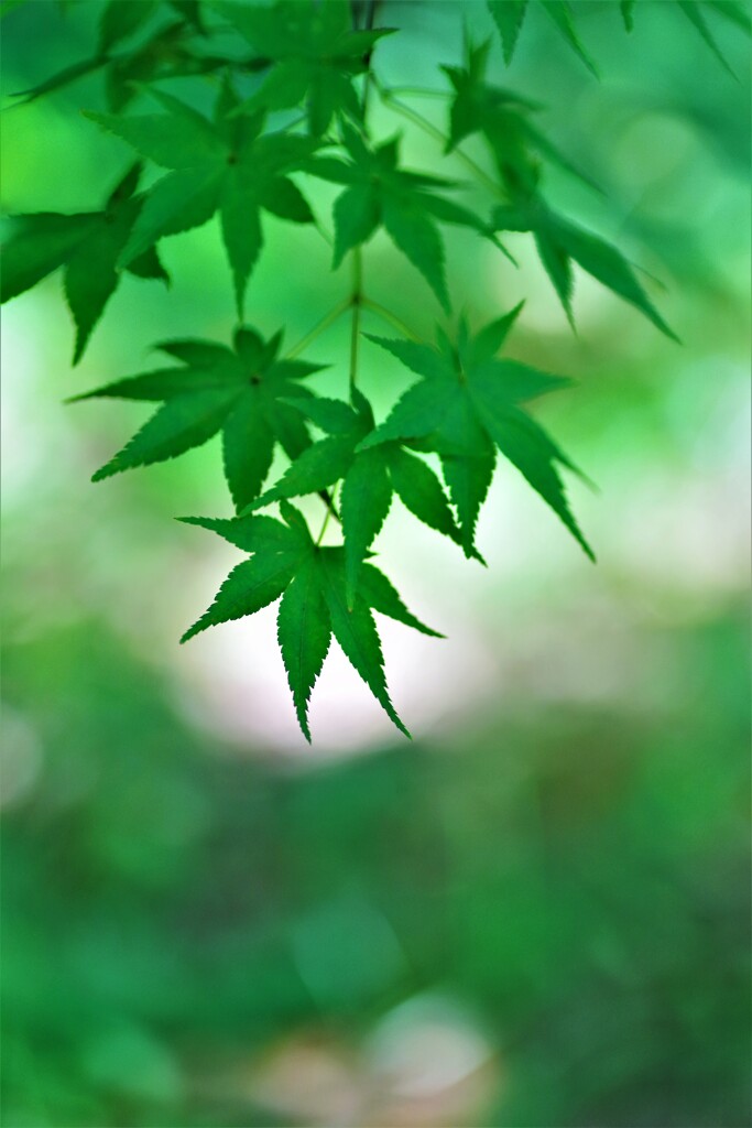 木陰の青もみじ