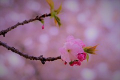 春・・・桜色