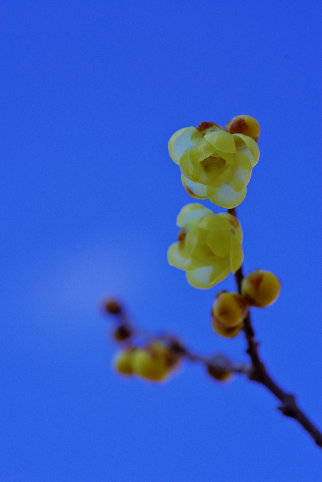 青空に蝋梅