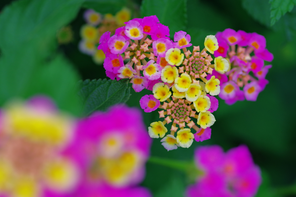Pink＆Yellow