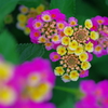 Pink＆Yellow