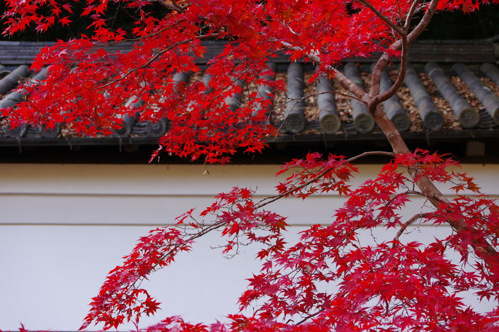 白壁と紅葉