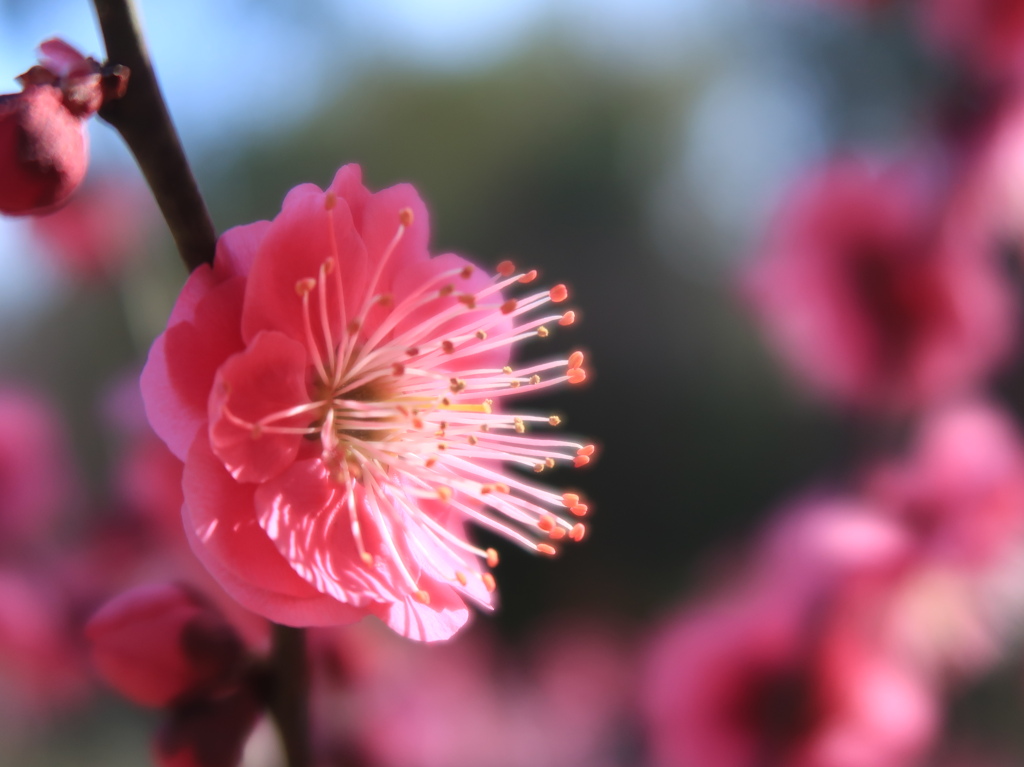 紅梅