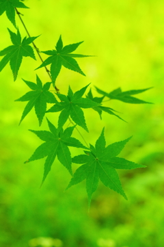 秋を待つ