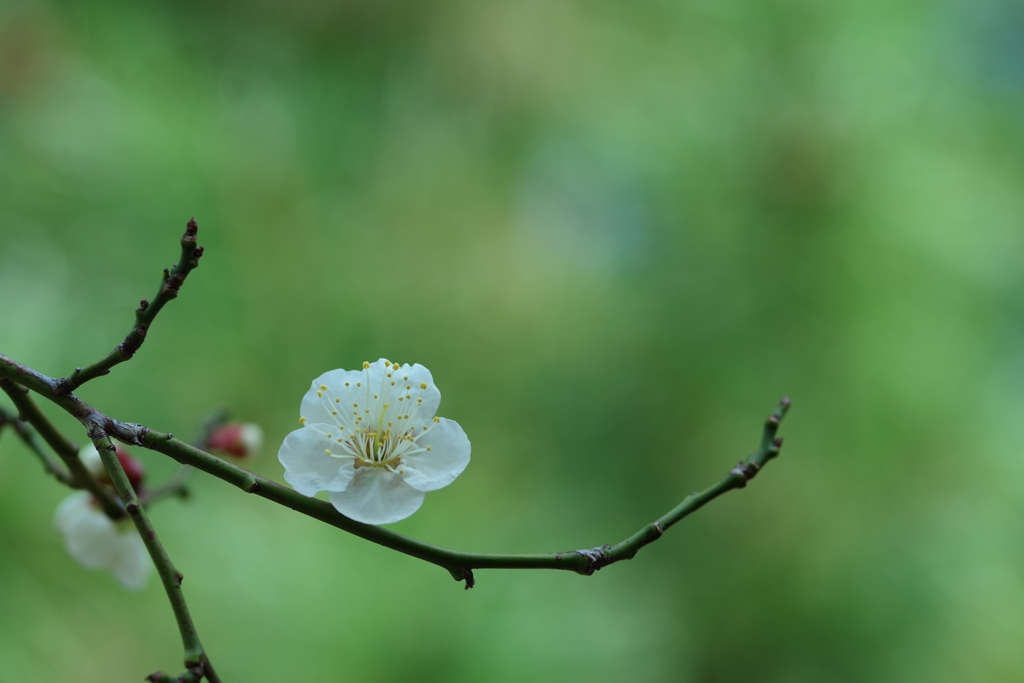 白梅