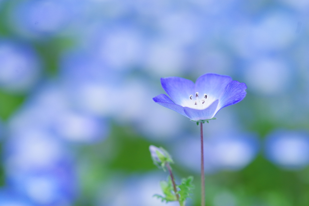 Nemophila Blue