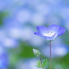 Nemophila Blue