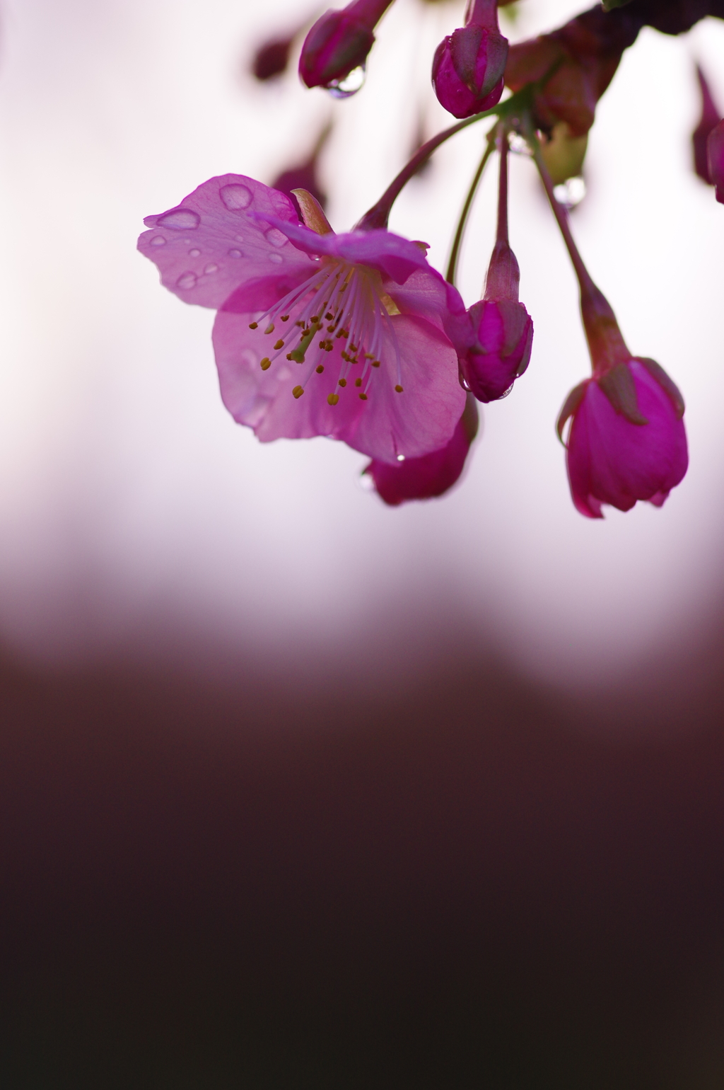 濡れ桜