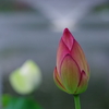明日輝く
