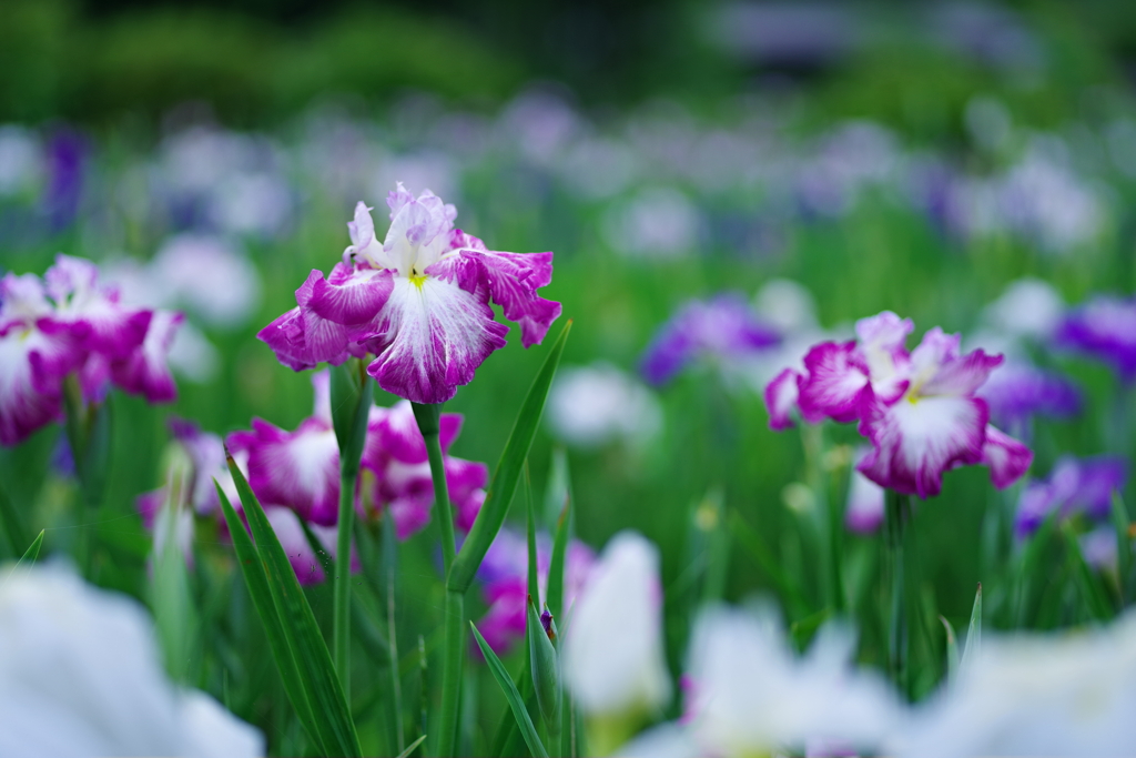 花の郷