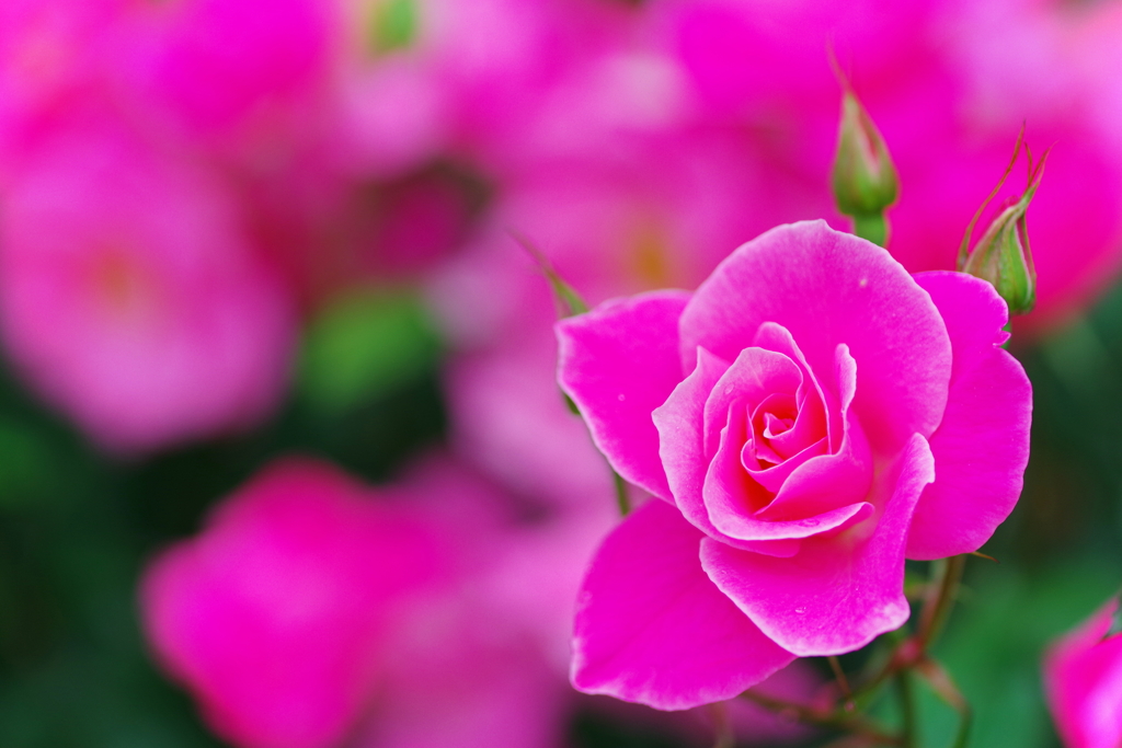 Pink Rose