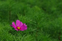 秋桜一輪