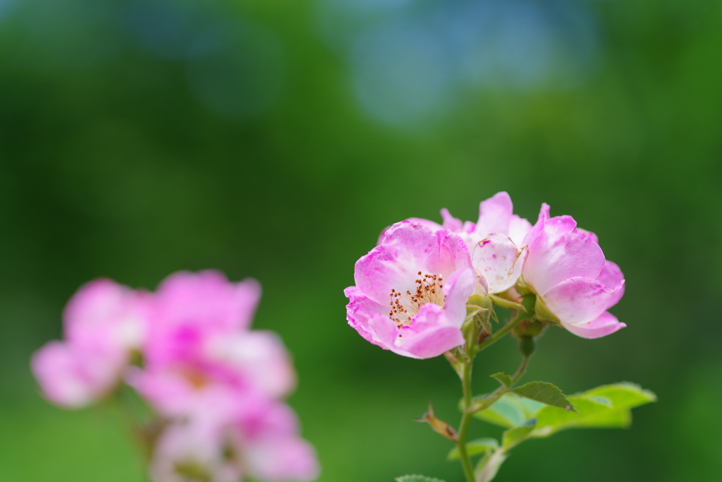 Pink Rose