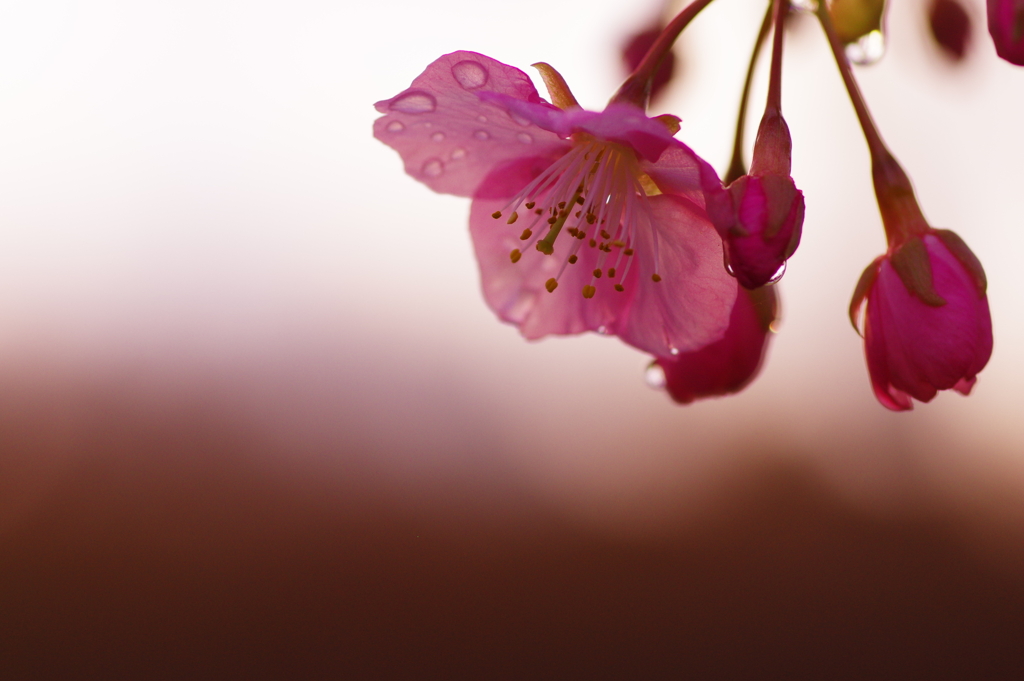 濡れ桜